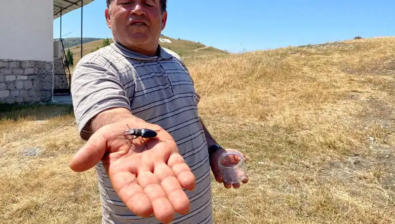 Sivas'ta Görülen Zararlı Böcek: Öldürmenin Cezası 557 Bin TL!