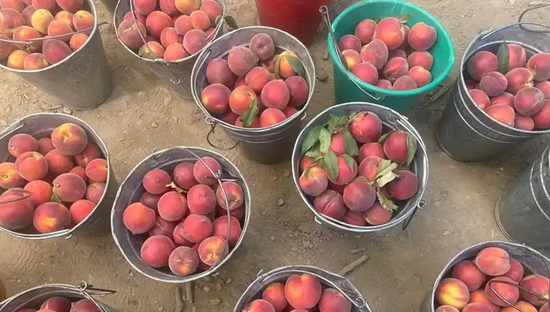 Çiftçilerin Yüzü Güldü: Hasat Sezonunda Fiyatlar Zirveye Ulaştı!