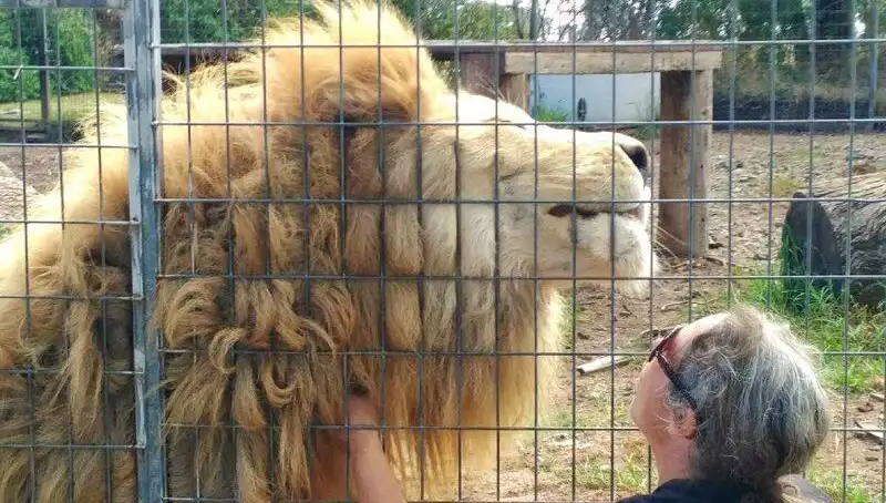 Avustralya'da Kafes İçinden Aslan Saldırısı: Şok Edici Anlar Yaşandı