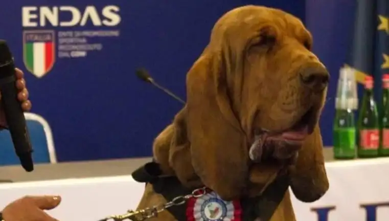 Arama Köpeğine Çivili Sosisle Yapılan Çirkin Saldırı