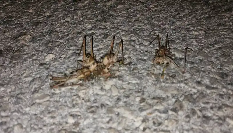 Yüzlerce Çekirge Ani Bir Şekilde Yolu İstila Etti!