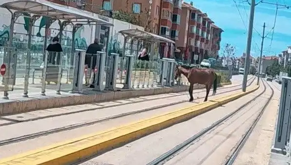 Eskişehir’de Tramvay Raylarında Başıboş At Görüntüleri Şok Etti: Neler Oluyor?