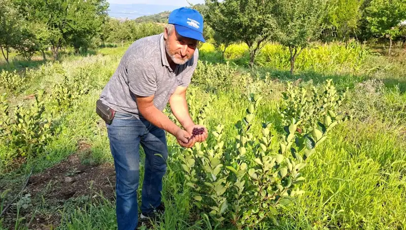 Geleceğin Tarımı: Deneme Amaçlı Ekilen Bitki Bu Yıl İlk Meyvelerini Verdi