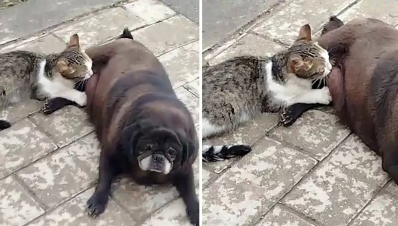Erzurum Sokaklarında Görülen Olay: Köpek Kediyi Emziriyor!