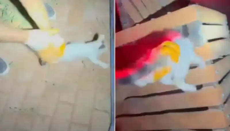 Gece Yarısı İtfaiye Ekibi Kedi Kurtarma Operasyonu ile Göz Doldurdu