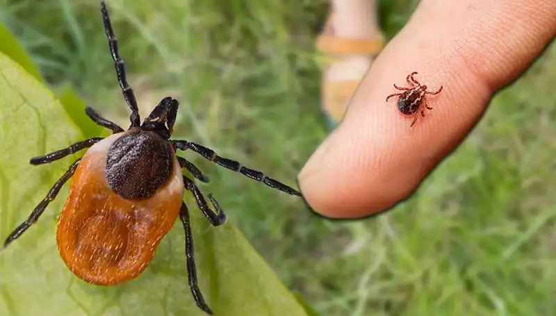 Kene Isırmasına Dikkat! Sağlığınızı Korumanız İçin Alınması Gereken Önlemler