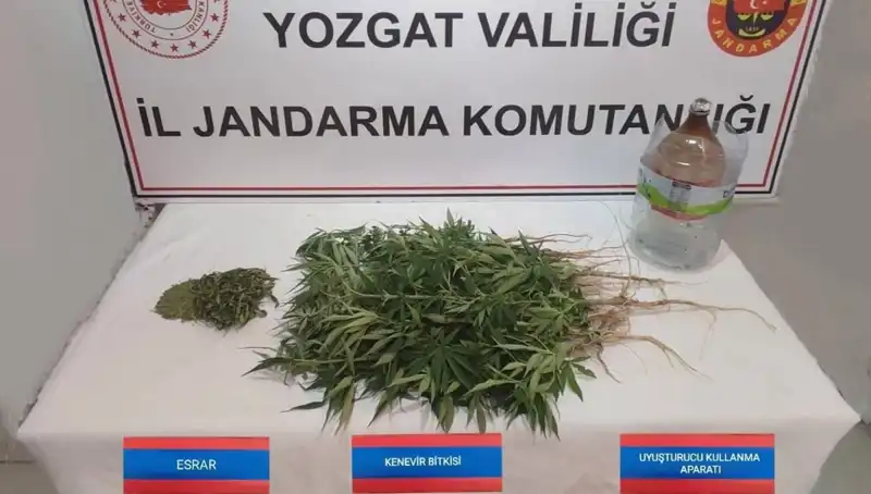 Yozgat'ta Sıkı Takip: 40 Kök Kenevir Operasyonu Başarıyla Gerçekleştirildi