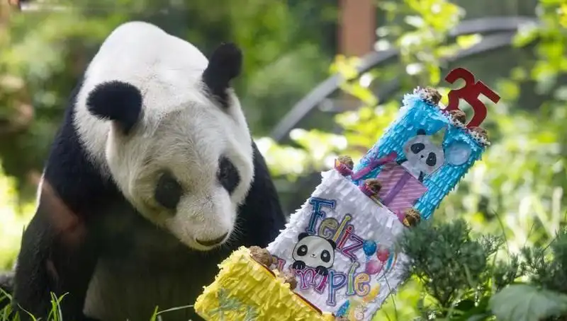 Dev Panda Xin Xin, 35. Yaşını Kutlayarak Hayranlarını Sevindirdi