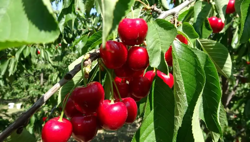 Çay Bardağında Görülenlerin Ötesinde: Çay Hasadı Dönemi Başlıyor!