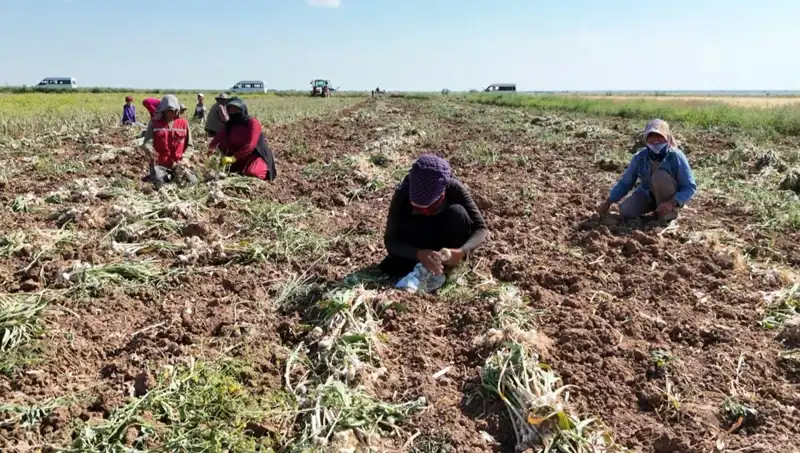 ** Rusya, Almanya ve İspanya'nın Antibiyotiği: Hasat Döneminin Başlangıcı**