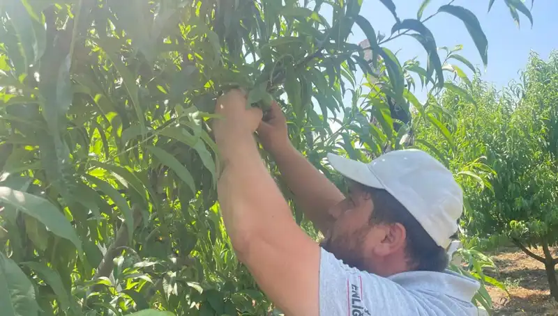 Yeni Hasat Öncesi Fiyatları Şaşırtıyor: Kilosu 50 Lira Olacak!