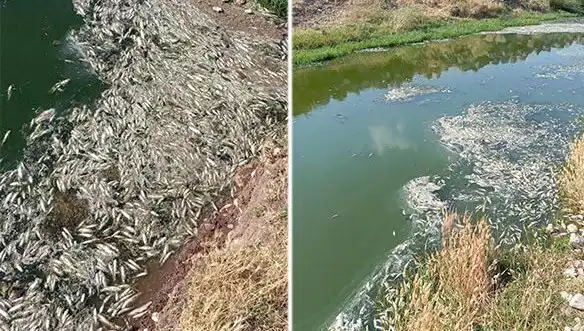 Karasu Çayı'nda Balık Ölümleri: Kurşunlu Suyun Ardındaki Gizem Ne?