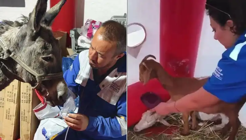 Eşek Yangın Kurtarılınca Oksijen Maskesiyle Hayata Döndü